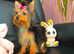 Beautiful Purebred mini Yorkshire Terriers