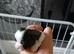 Beautiful shihzu pups