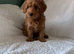 F1b Cavapoo Puppies 1 Boy 2 Girls