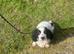 Cocker Spaniel