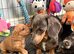 Beautiful mini dachshunds