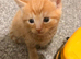 6 Beautiful Kittens