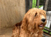 cavapoo girl 2 years old