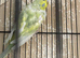 Beautiful baby budgies