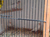 Pied javas for sale