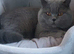 British shorthair 1 boy 2 girls
