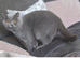 blue british shorthair male