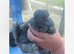 Mini lop bunnies male and female left 8 weeks old