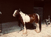 Kind Loving Mini Cob
