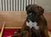 Boxer Puppy Looking for her forever home