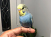 Beautiful Baby Budgies for sale.