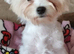 Maltese puppy