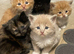 Half maincoon kittens