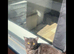 Unknown cat breed for sale 1-2 years old