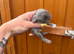 Exceptional Mini Lops! Waiting list open!