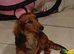 Long haired kc registerd red dashound boy