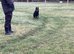 German Shepherd Bi male