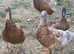 Buff Orpington Drakes