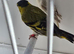 BEAUTIFUL PAIR SISKIN MUTATION
