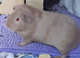2 female guinea pigs and a cage &pound;70