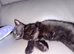 Black kitten