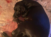 Puppy's for sale