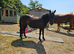 2yr old Bay Dartmoor pony filly