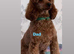 Toy cavapoo puppies
