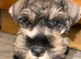 Schnauzer mini puppy s 2.