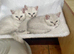 BSH Silver/Black Tipped GCCF Registered