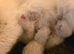 Fluffy Ragdoll kittens