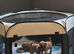 Beautiful red toy poodle puppies
