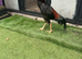 Black jap x hint cock