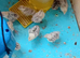 Bobwhite Snowflake chicks for sale