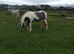 COB x blue and white 2yr old filly