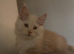 Cream Red Maine Coon Kitten- ready to leave