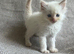 Beautiful Persian Kittens - 1 boy remaining