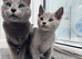 Russian Blue TICA registered
