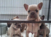 French bulldog pups (kc reg )