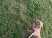 Miniature dashshund female Izzy