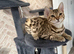 Bengal 5 months old
