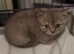 Stunning blue/lilac British blue kittens