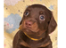 One smooth boy available reduced as ready to go