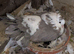 Indian fantails and garden fantails with shed and aviary