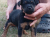 TOP QUALITY FELL TERRIER PUPS