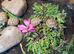 Hermann tortoise hatchlings, 2026, for sale