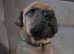 Mastiff Bordeaux hybrid Puppies