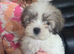 2 litters, cava-tzu and cava-tzu x dachshund