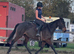 Mare 15.2h 10 yrs mother daughter share old been there done it type