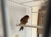 2 males and 2 young canaries 2026